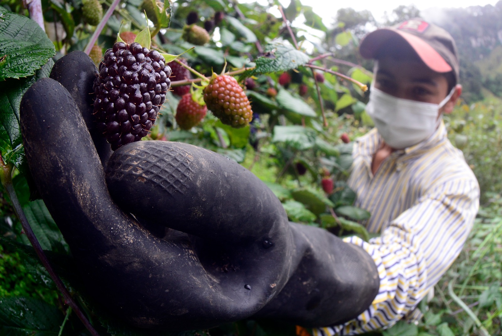 Los cultivos de frutales han visto beneficios derivados de la ola de calor.