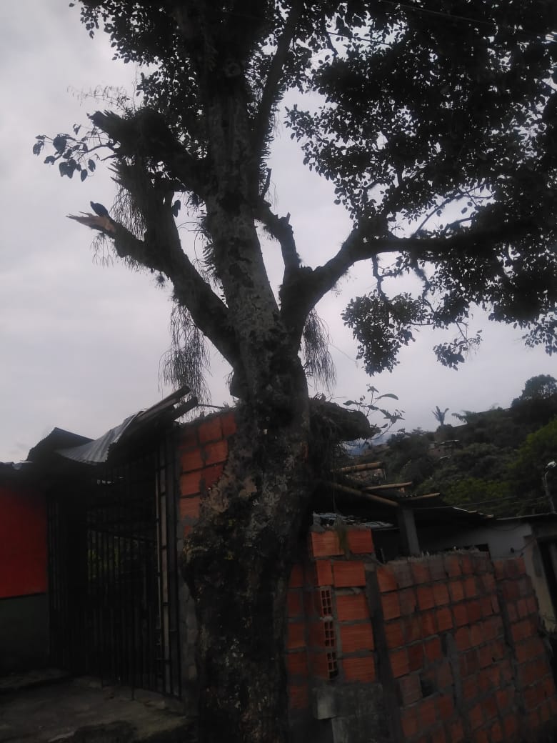 Este árbol tiene preocupada a la comunidad de Yuldaima parte baja.