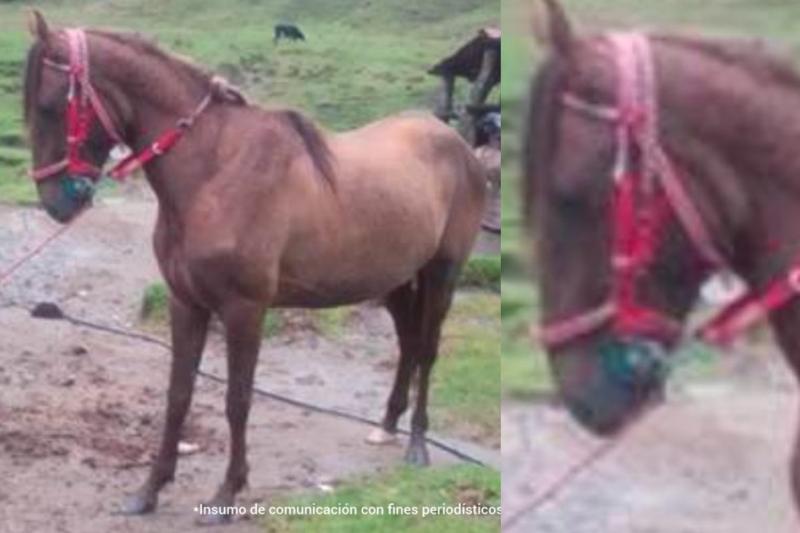 Cruel final para caballo en el Tolima: hombre lo degolló para desangrarlo y luego le puso eutanasia