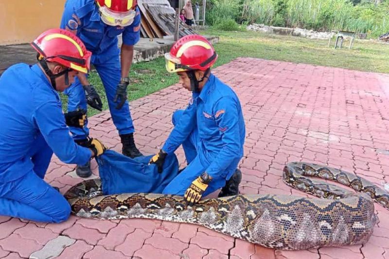 ¡Un monstruo! Atrapan a serpiente pitón de 7 metros que se comió una cabra entera