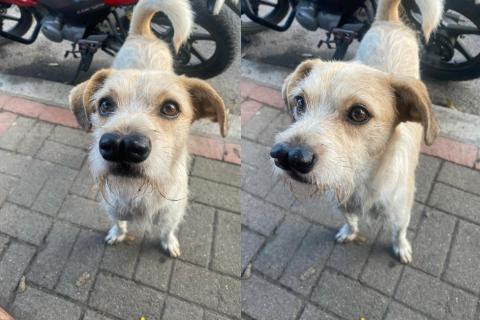 En Ibagué hay un perrito de dos narices que se pasea por el parque de Belén, ¡es una ternura!