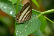 Mariposario del Tolima: un laboratorio de biodiversidad urbana en Ibagué